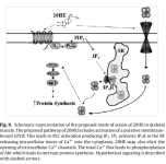 Proposed Mechanism of Ecdysterone.png Proposed Mechanism of Ecdysterone.png