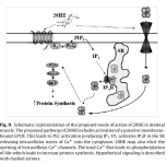 Proposed Mechanism of Ecdysterone.png