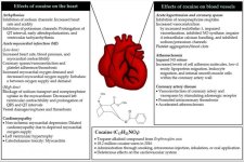 Effects On The Heart.JPG