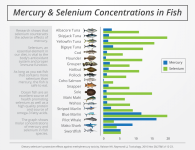 Mercury-and-selenium.png