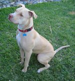 180px-American_Pit_Bull_Terrier_-_Seated.jpg