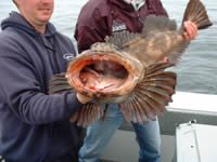 lingcod.jpg