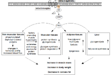 Clen-B2-mechanism-diagram.MesoRX-ProM.png