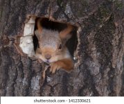 sad-squirrel-hollow-260nw-1412330621.jpg