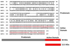 Sequence-homology-Myostatin-vs-GDF11.ProM.jpg