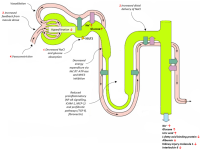 biomedicines-10-02458-g001.png