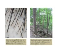 hair miniaturization.jpg