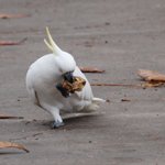 cockatoos1.jpg