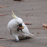 cockatoos2.jpg