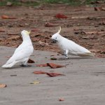 cockatoos3.jpg