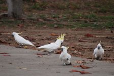 cockatoos.jpg