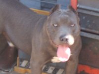 Copy (2) of MY BLUE PITS 005.jpg