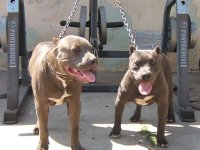 MY BLUE PITS 006.jpg