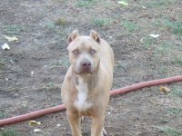 Copy (3) of MY BLUE PITS 010.jpg