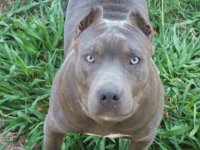 Copy of MY BLUE PITS 004.jpg