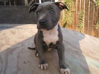MY BLUE PITS 022.jpg
