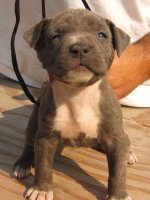 MY BLUE PITS 019.jpg