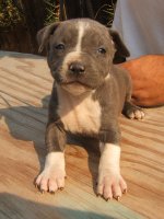 MY BLUE PITS 017.jpg