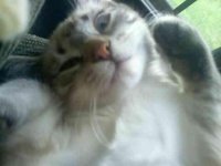 kiki meow.jpg