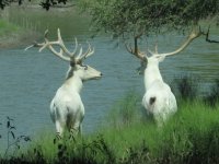 White%20elk2%20640x480.jpg