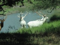 White%20Elk1%20640x480 (Medium).jpg