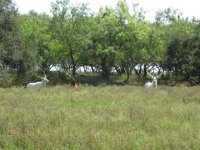 White%20and%20brown%20elk5%20640x480 (Medium).jpg
