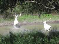 White%20elk4%20640x480 (Medium).jpg