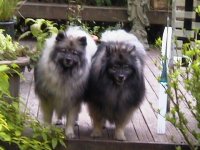 bailey and saffron.jpg