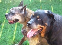 Lexy and Makita.JPG