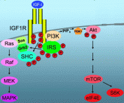 IGFPathway.gif