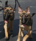 justdogswalking.JPG