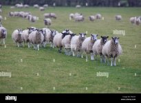 sheep-walking-in-line-CF252Y.jpg