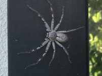 spider.huntsman2.jpg