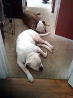 bulldogs1.jpg