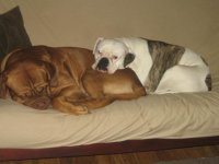 IMG_2532.jpg