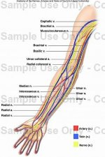 forearm.jpg