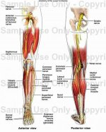 leg nerves.jpg