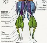 anatomy-Hams.jpg