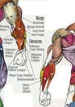 anatomy-foreams.jpg