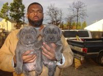 Cane puppies1.jpg