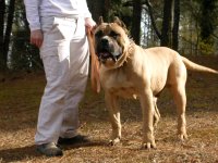 presic canario 2.jpg