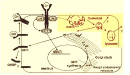 biogenisis-2.jpg