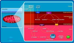 m_cptPathway.jpg