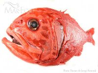 Orange_roughy_TW_400px.jpg