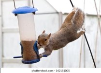 determined-acrobatic-grey-squirrel-stealing-260nw-142151005.jpg