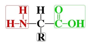 amino_acid_structure_4.jpg