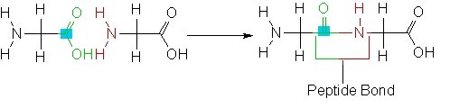 peptide-bond.jpg