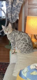 IMG_4707.jpeg