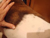 Harley Left Side-websize.jpg