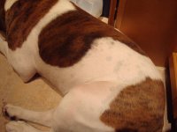 Harley Left Side 2websize.jpg